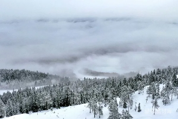 高清摄影 雪覆盖下的树在云遮雾罩的天空下