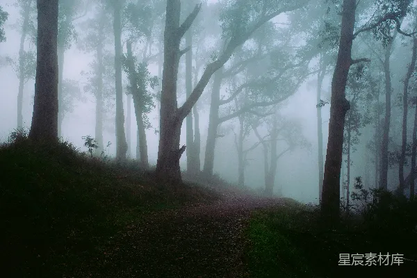高清摄影 一片雾气笼罩的森林，前景中有小径。