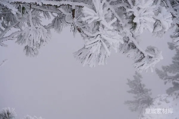 高清摄影 覆盖着白雪的森林里有很多树木