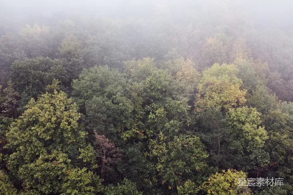 高清摄影 白天天高地远绿树间
