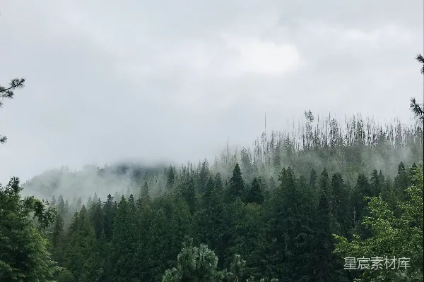 高清摄影 白天绿树下的白云蓝天