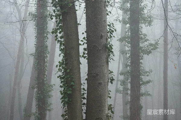 高清摄影 充满树木的雾林