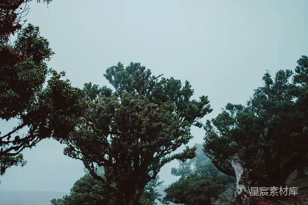 高清摄影 白天绿树映衬着棕色的田野