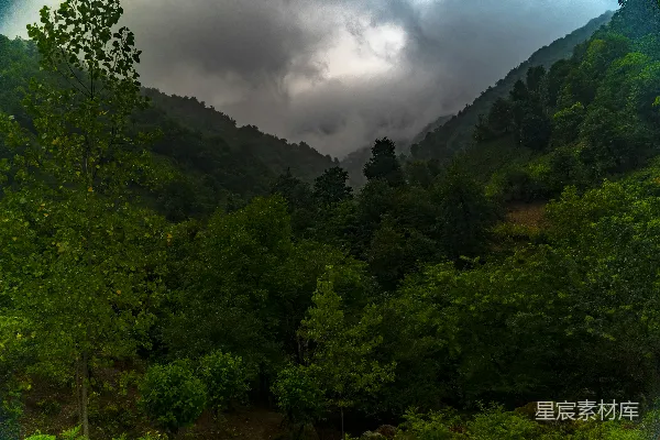 高清摄影 一片树林