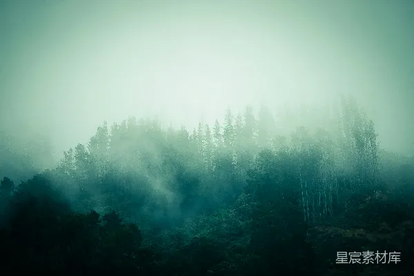 高清摄影 雾林