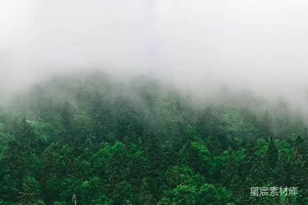 高清摄影 雾气笼罩的绿树