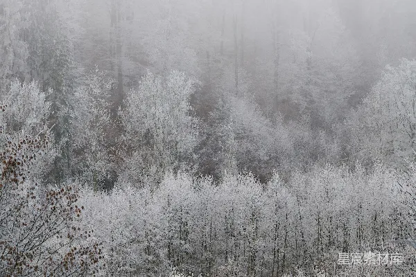 高清摄影 白天树木覆雪