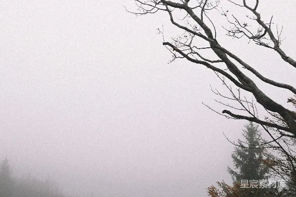 高清摄影 树间一棵裸树在雾天