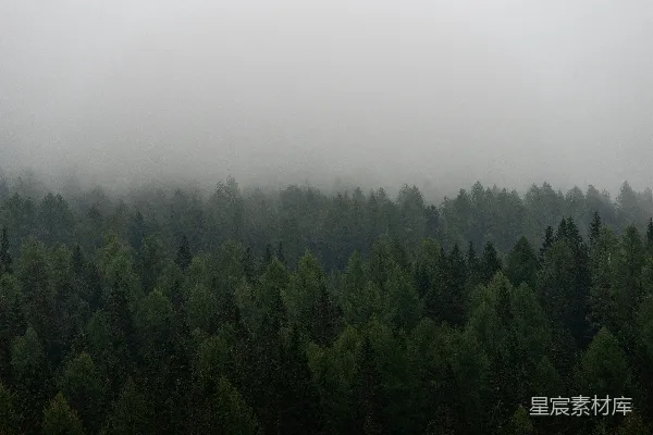高清摄影 白天绿树下的蓝天