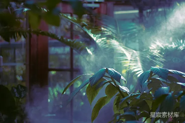 高清摄影 背景中有水的植物