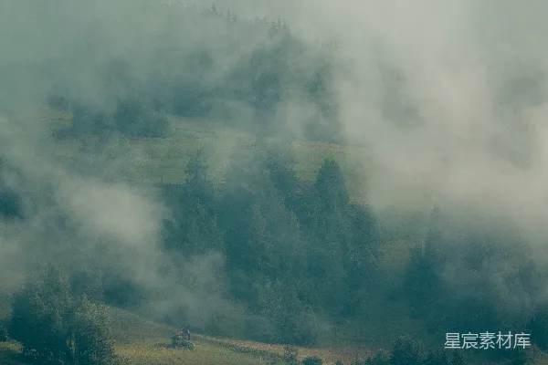 高清摄影 有树和雾的风景