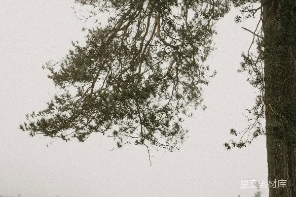 高清摄影 白天绿树掩映中的绿色草地 fields with verdant trees and grass in the daytime