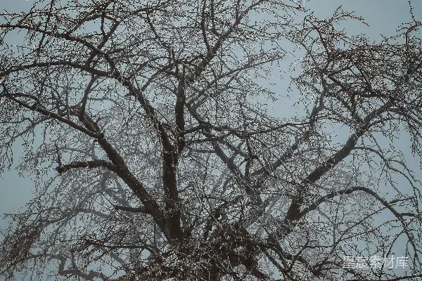 高清摄影 一树枯枝立在覆盖着白雪的田野中