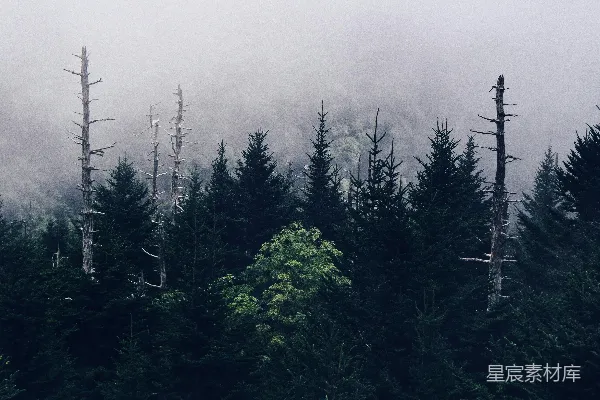 高清摄影 雾天里的参天绿树