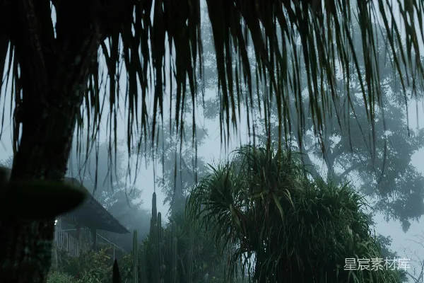 高清摄影 雨中漫步于森林的人