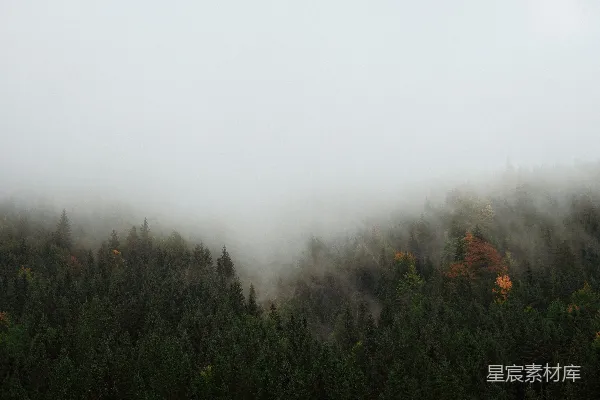 高清摄影 树的 aerial 照片