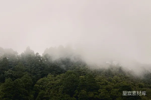 高清摄影 绿树掩映在雾中