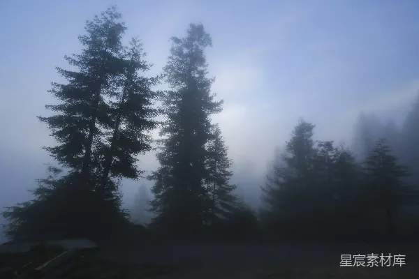 高清摄影 白天绿松树下的蓝天