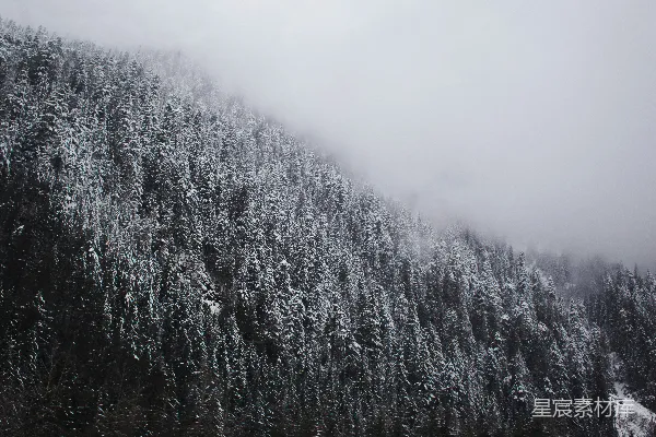 高清摄影 覆盖着白雪的绿松树