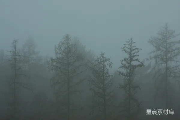 高清摄影 雾气笼罩的森林里充满了树木