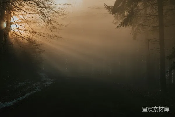 高清摄影 透过树丛的阳光 Rays of sunlight filtering through the trees