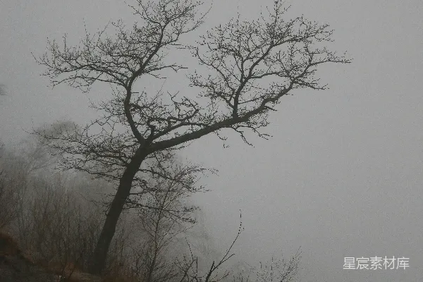 高清摄影 山间一棵孤树在雾中