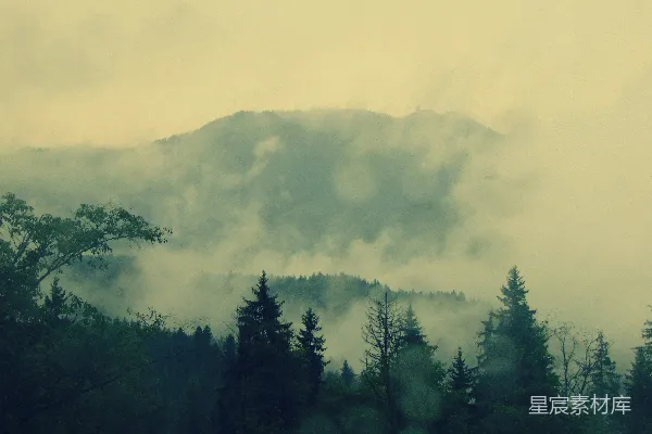 高清摄影 雾蒙蒙的山和松树的风景