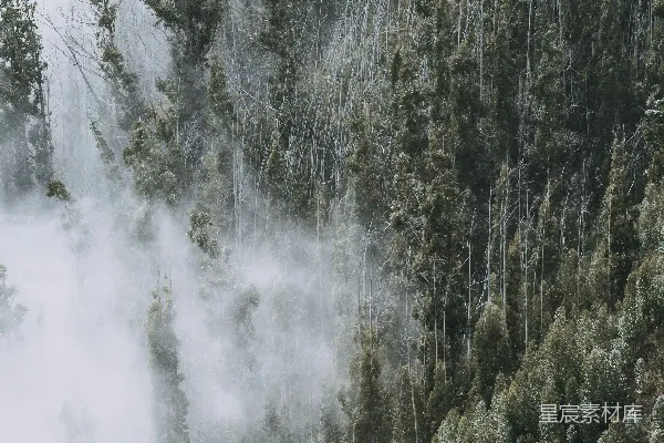 高清摄影 一座被雾和树木覆盖的山，在一个阴云密布的日子。