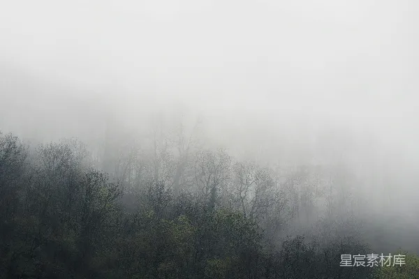 高清摄影 满是树木的雾林