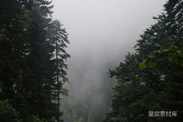 高清摄影 一棵树的森林