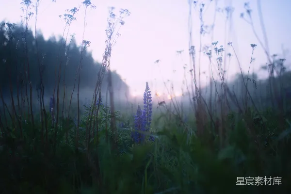 高清摄影 一丛高草和蓝色的花朵的田地