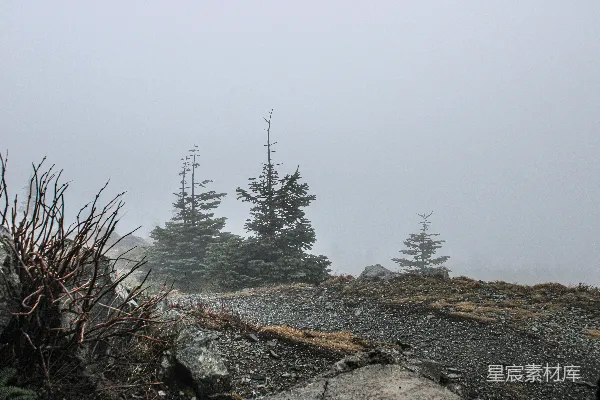 高清摄影 山间雾天中有 Pine 树的景象