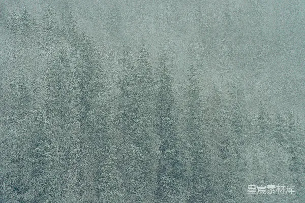 高清摄影 森林中一群覆盖着白雪的树木