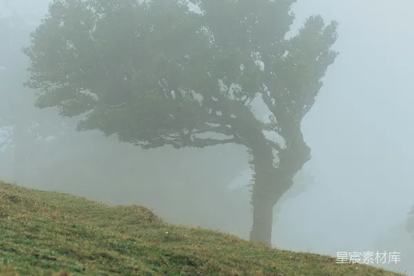 高清摄影 一座山岗上一棵孤零零的树