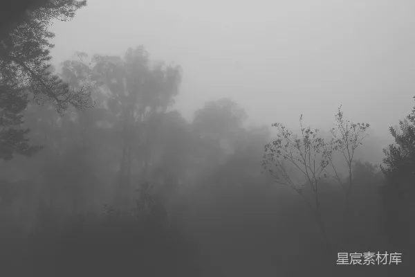 高清摄影 一幅黑白照片中的雾中森林