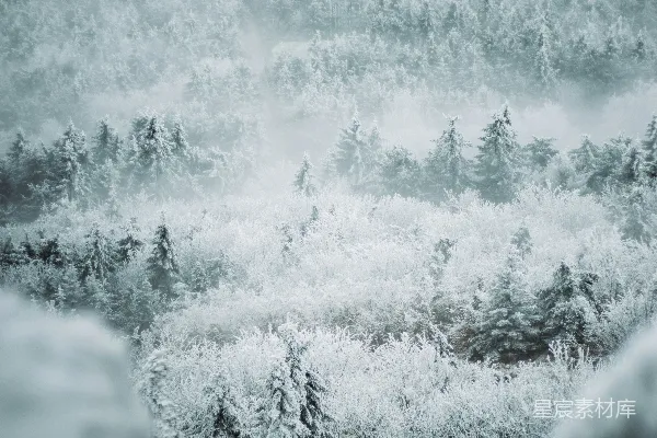 高清摄影 一幅覆盖着白雪的风景画，有树木和远处的一栋房子。