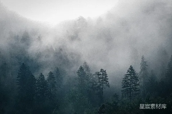 高清摄影 一幅黑白照片里的雾气森林