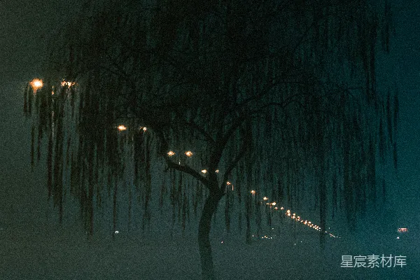 高清摄影 雾中柳枝