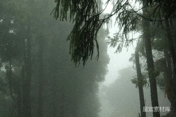 高清摄影 一条被树木环绕的雾气森林中的小路