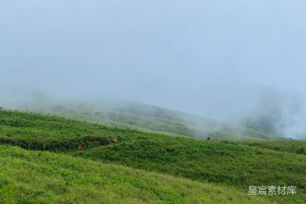 高清摄影 一片长满草地的山坡上有几棵树。