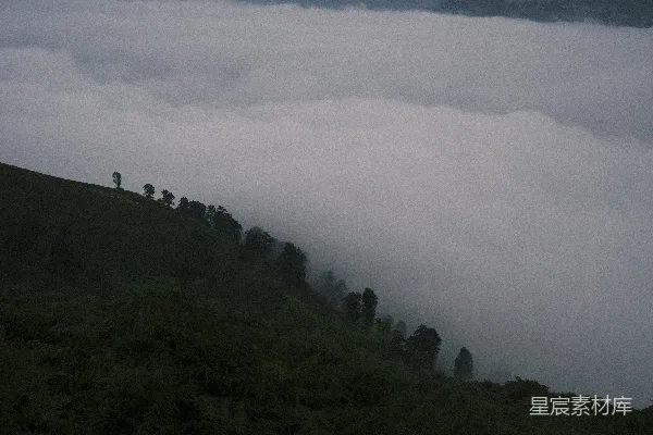 高清摄影 山间雾气缭绕的树林