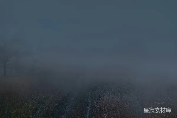 高清摄影 绿草地上覆盖着薄雾