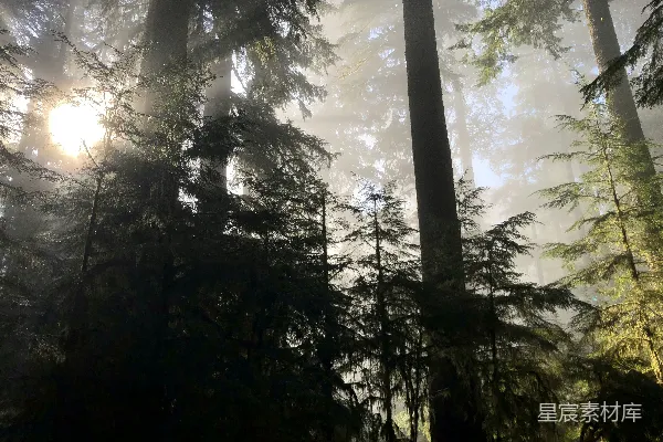 高清摄影 绿色松树的风景照片