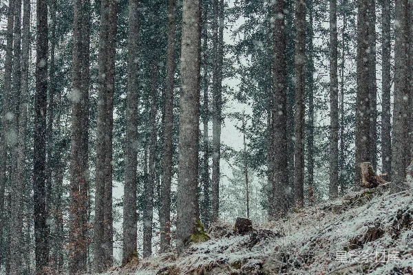 高清摄影 覆盖着白雪的山顶有树木的小山丘