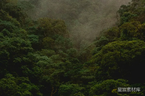 高清摄影 满是树木的雾林