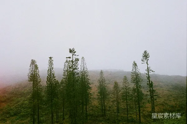 高清摄影 有雾的绿草地