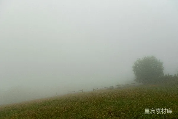 高清摄影 一棵孤树矗立在一片雾气笼罩的田野中