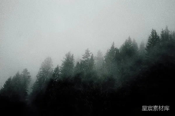 高清摄影 白天森林上的雾气