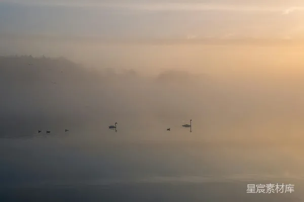 高清摄影 一群鸭子浮在湖面上