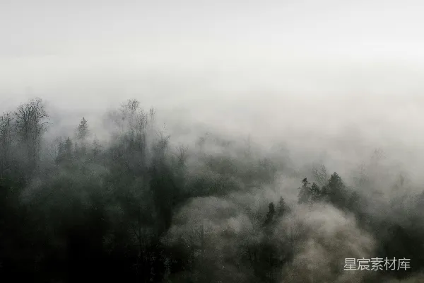 高清摄影 一幅黑白照片中的雾中森林